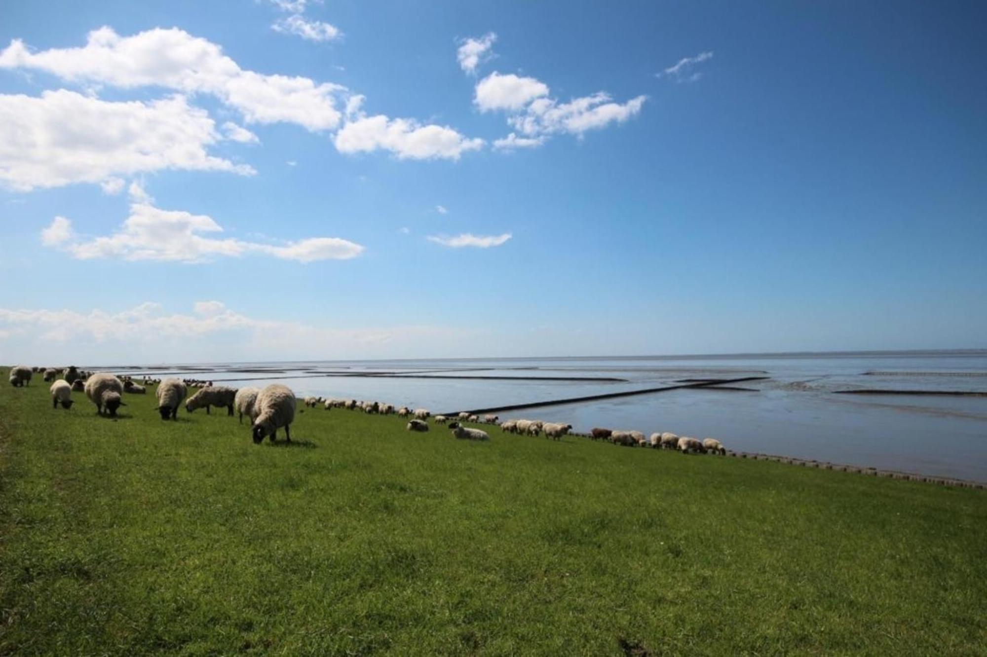 Kleine Nordseewelle Ohne Hund Norden Ngoại thất bức ảnh